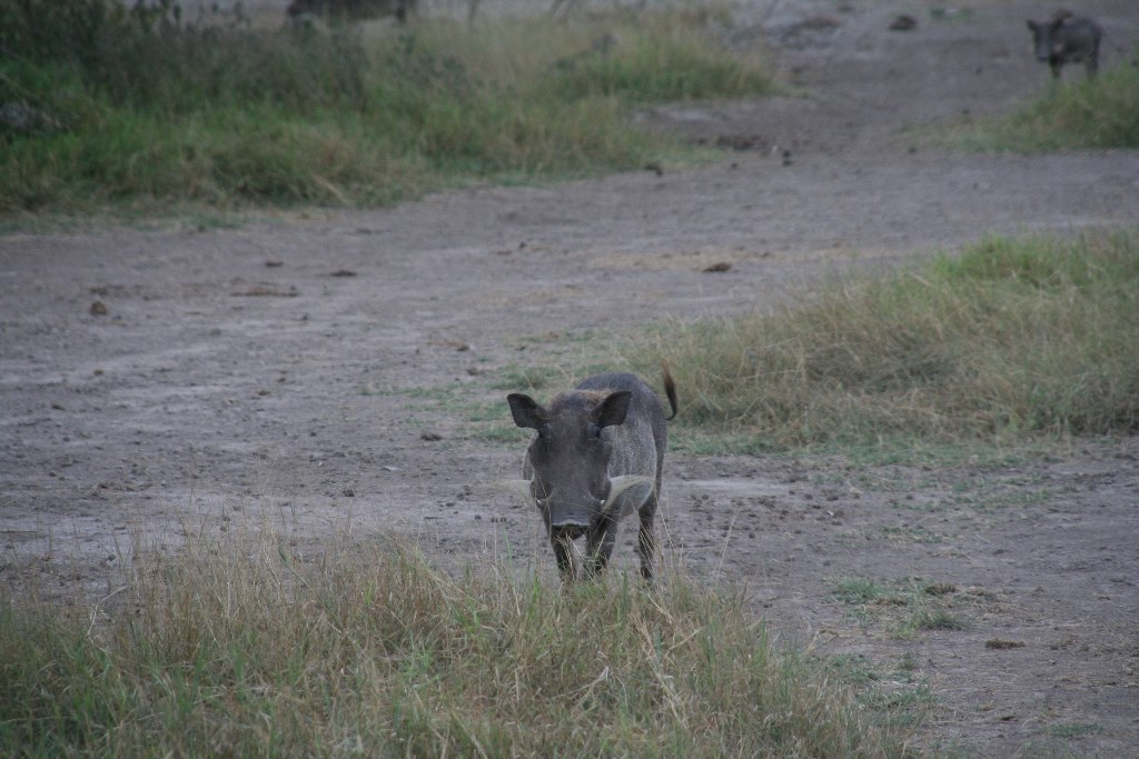 IMG 7788-Kenya, warthog (Kenia express) in Kimana Reserve